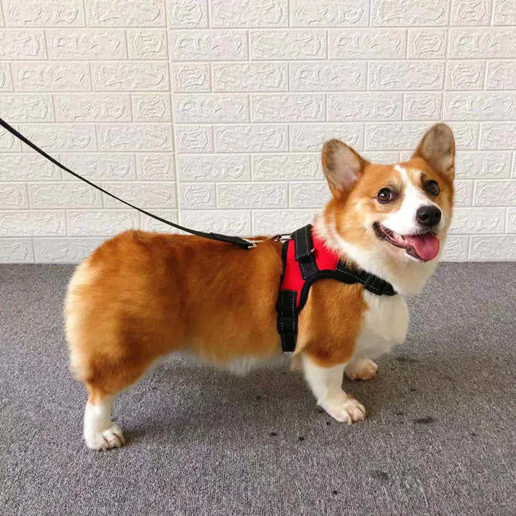 Elegant hundsele med koppel som ingår