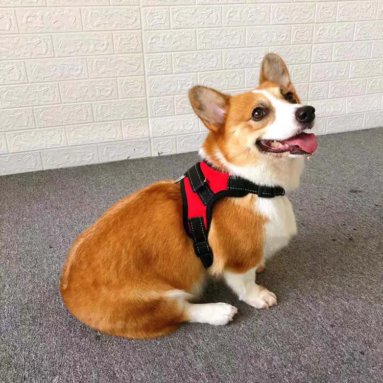 Elegant hundsele med koppel som ingår