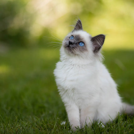 Collection image for: Katt