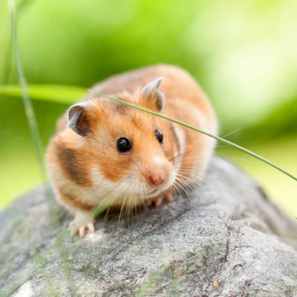 Collection image for: Hamster