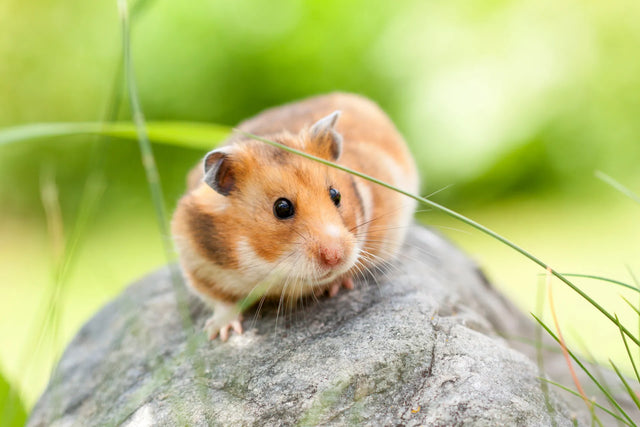 Hamster