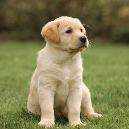 Collection image for: Hund