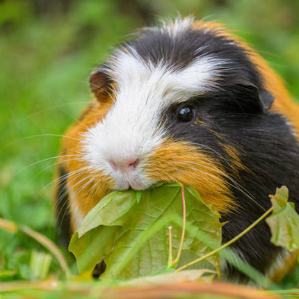 Collection image for: Marsvin