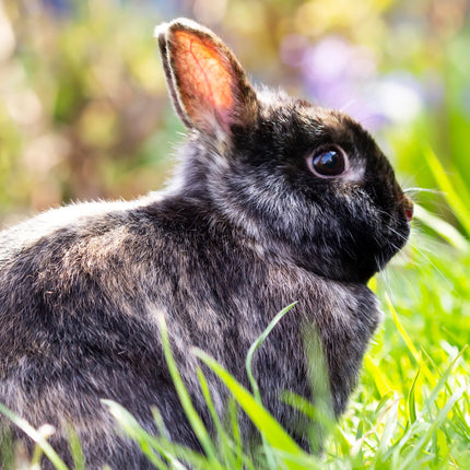 Collection image for: Kanin