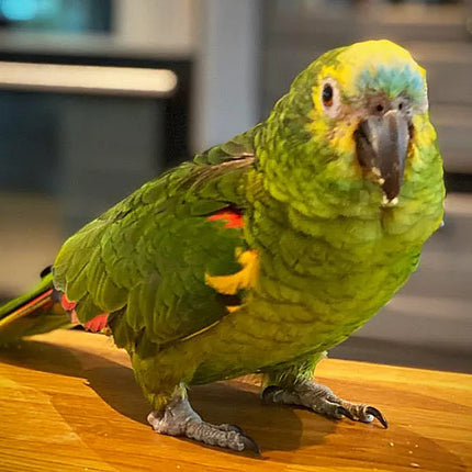 Collection image for: Fågel