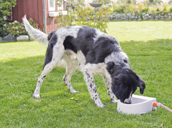 Trixie Vattenautomat för trädgårdsslang – 24 × 10 × 23 cm, 1,5 l, Vit – vattenautomaten i användning med hund