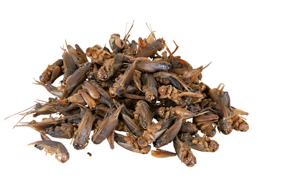 Syrsor, torkade, 250 ml/25 g 6 Pack