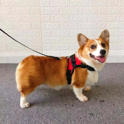 Elegant hundsele med koppel som ingår