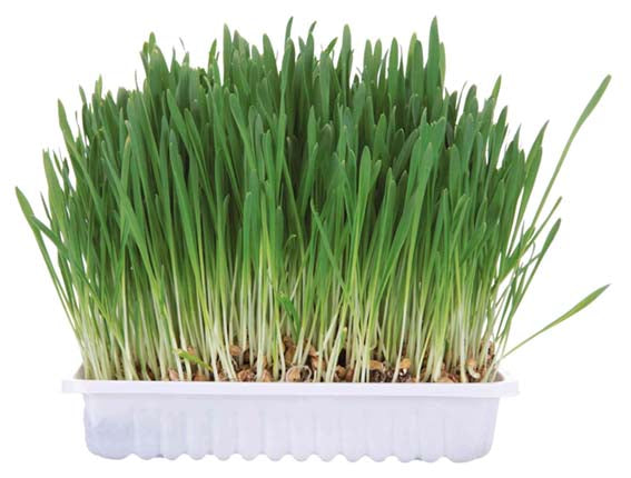Gnagargräs med odlingslåda, 100 g