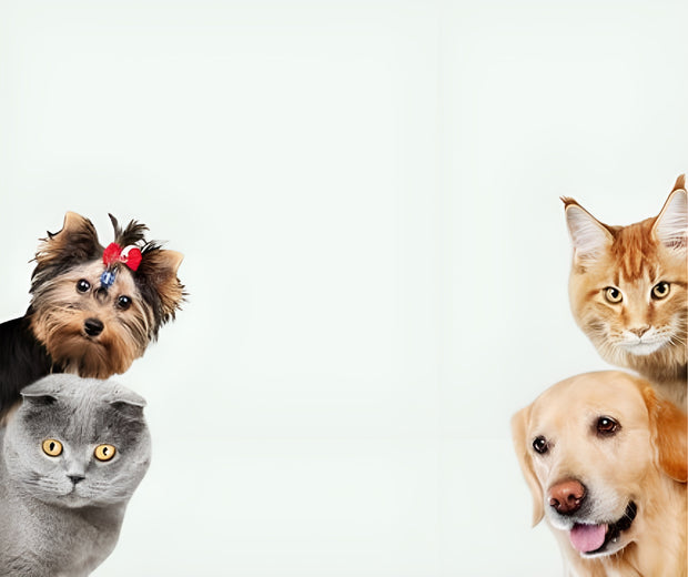 <h2>Gå med våran kundklubb</h2>