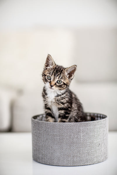 Katt
