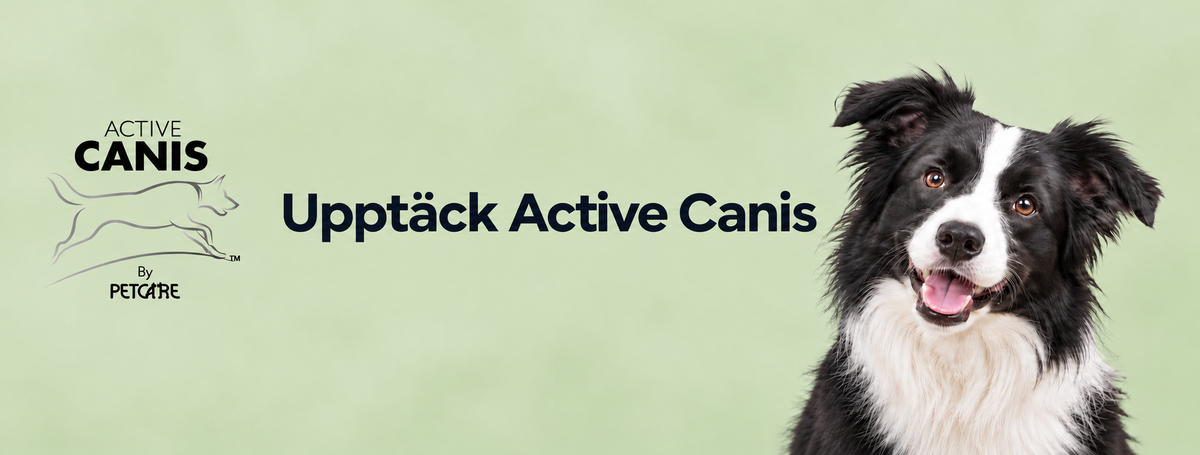 Upptäck Active Canis