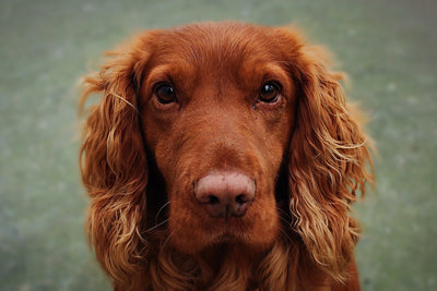 Hund