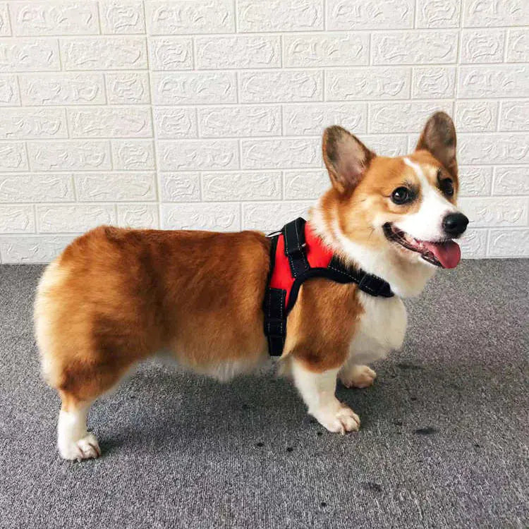 Elegant hundsele med koppel som ingår