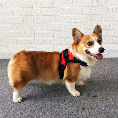 Elegant hundsele med koppel som ingår